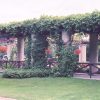 Virginia Creeper #1 - Image 2